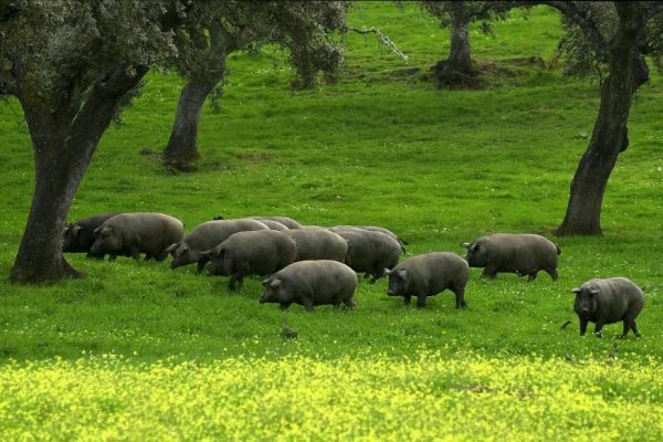 Heo Iberico Tây Ban Nha