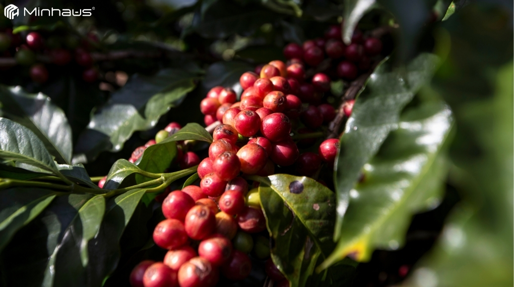 Cà phê đặc sản là gì? Tìm hiểu Specialty Coffee chi tiết từ A-Z 2 Với cà phê đặc sản, nông dân chỉ hái bằng tay từng quả đạt độ chín đỏ thẫm đạt chuẩn