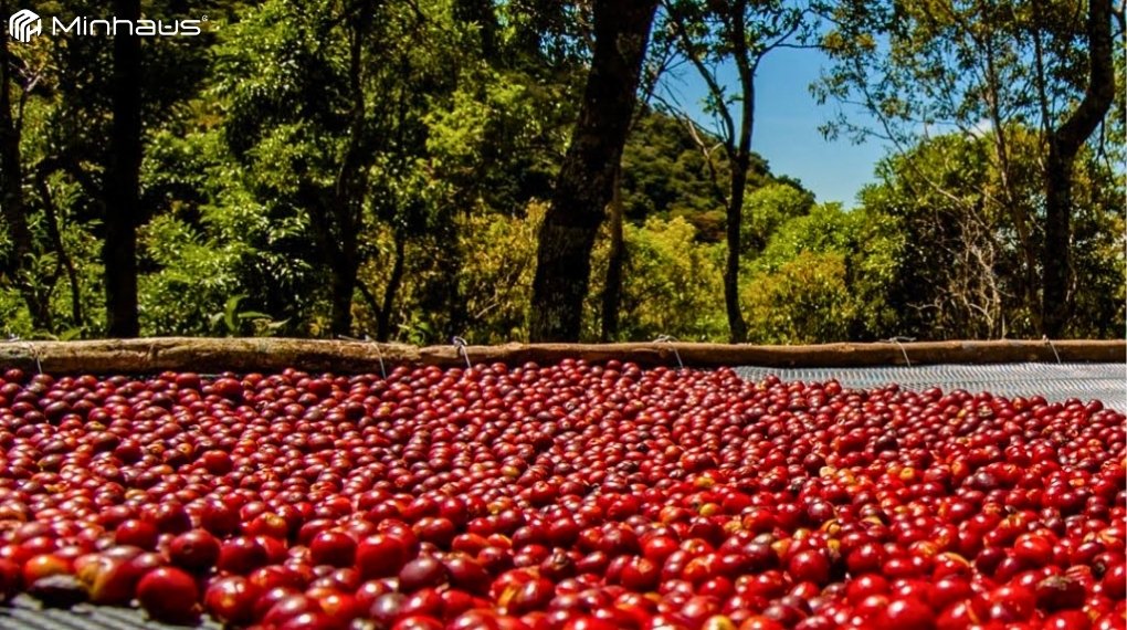 Cà phê đặc sản là gì? Tìm hiểu Specialty Coffee chi tiết từ A-Z 7 Phương pháp sơ chế cà phê đặc sản tự nhiên