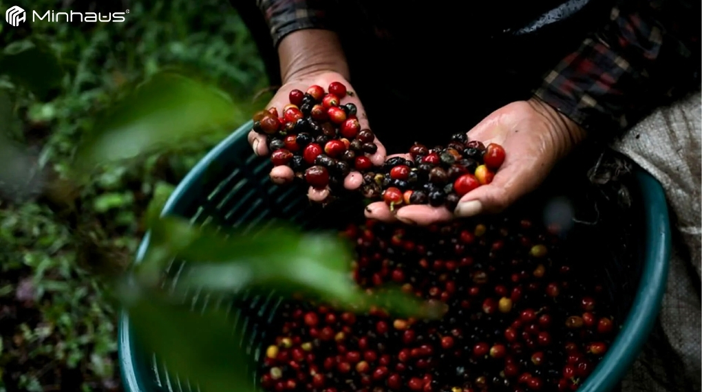 Cà phê đặc sản là gì? Tìm hiểu Specialty Coffee chi tiết từ A-Z 5 Cà phê đặc sản Arabica Geisha